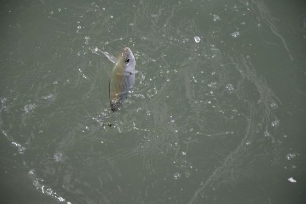 Pcher au coup en mer, quels appts utiliser pour quels poissons ?