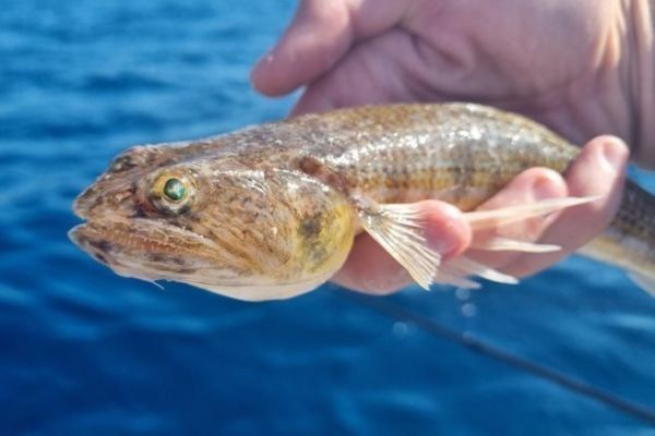 La pche des poissons lzards rays au leurre, facile et amusante