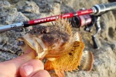 De nombreux poissons  pcher en rockfishing