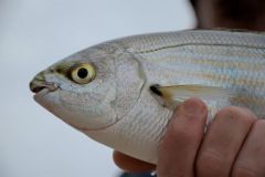 Diffrents poissons  pcher au coup en mer