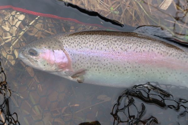 Pche en rservoir : pcher aux chironomes entre deux eaux