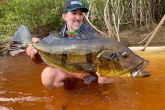  la poursuite des peacock bass gants au coeur la jungle vnzulienne