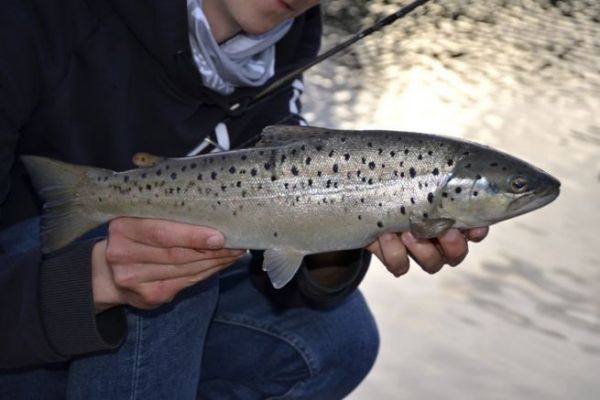 La pche de la truite  la cuillre ondulante