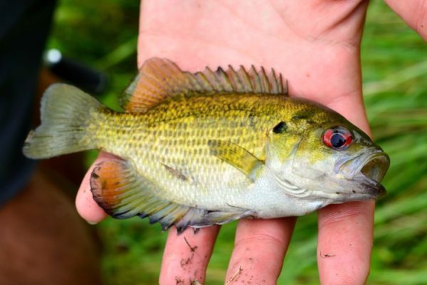 Le crapet de roche, un poisson insolite  leurrer en France !