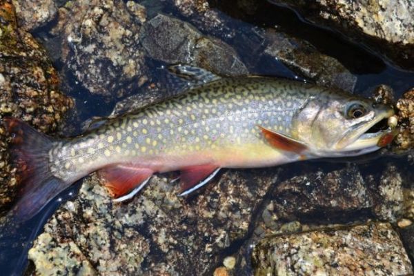 Salmonids au leurre : la cuillre tournante, classique parmi les classiques