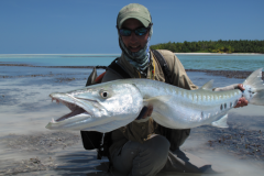 Le barracuda est un adversaire de taille pour le pcheur  la mouche en mer chaude