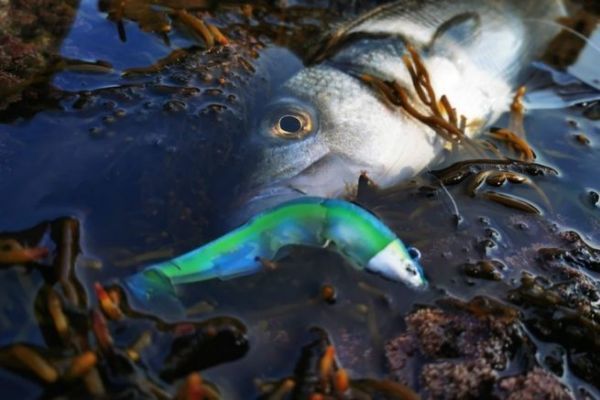 Ce Black Minnow, quip d'un rattle, aura eu raison d'un joli bar.