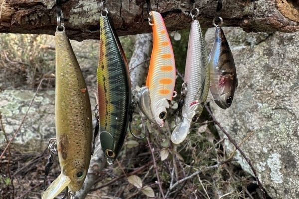 Les poissons nageurs pour l'ouverture de la pche de la truite