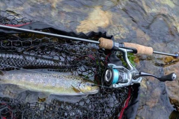 L'ouverture de la pche de la truite au leurre en petite rivire