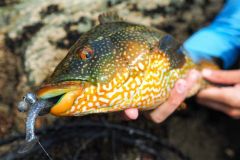 Quel matériel utiliser pour la pêche de la vieille du bord de côte ?