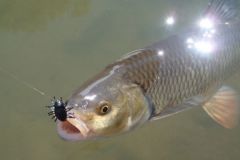Pcher le chevaine aux imitations d'insecte