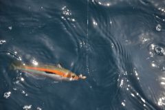 Pêcher la girelle