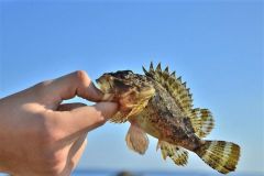 Pêcher en rockfishing au Power Isome