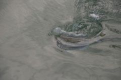 Pêcher les sparidés au flotteur