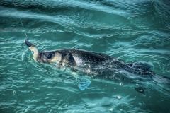 Pêche du bord ou en bateau ? Il est difficile de choisir entre les deux et de dire précisément si l’une de ces pratiques est plu