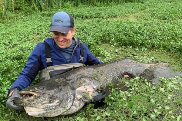 Pêcher le silure au cassant