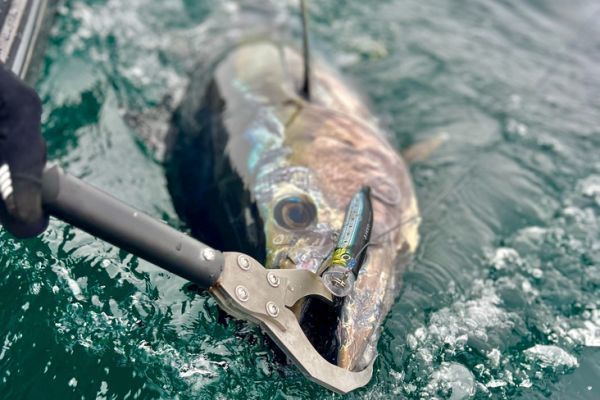 Découvrons les grandes lignes de la réglementation de la pêche de loisir du thon rouge