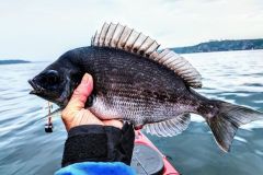 Dorade grise en rade de Brest