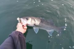 Saisir un poisson