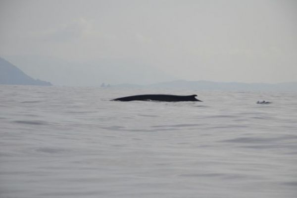 Protection des océans et de la faune