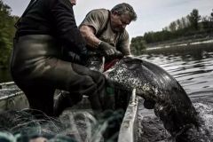 La pêche professionnelle du silure