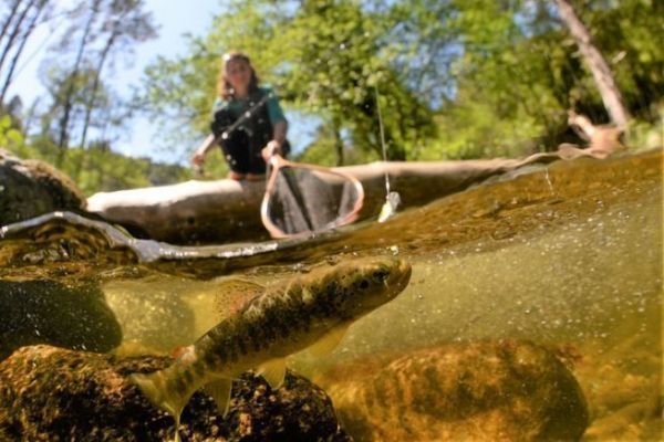 Pêche de la truite en été