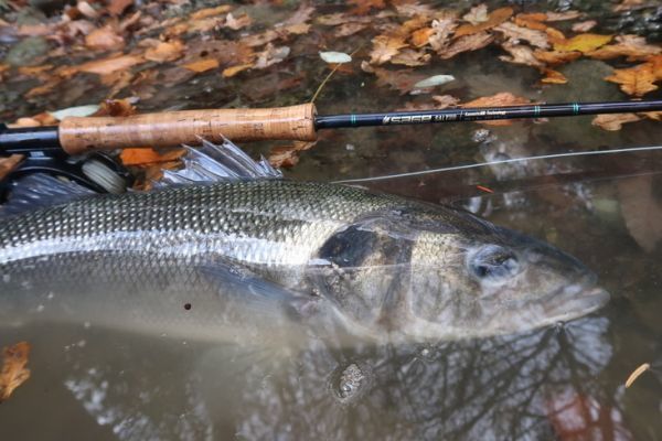 La pêche du bar est une pêche spécifique qui demande du matériel adapté.