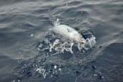 Poisson plagique