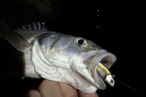 100 Leurres Spinner Bait En Cuivre - Pour Pêche En Eau Douce Et Mer, Bar, Truite, Pêche Shore Et Bateau