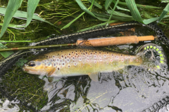 Une super session de pche avec de trs belles truites bretonnes