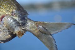 Poux de mer