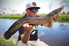 Les leurres de surface sont excellents pour pcher le bullseye snakehead.