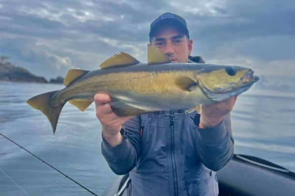 L'été, il est possible de continuer de pêcher le lieu jaune !