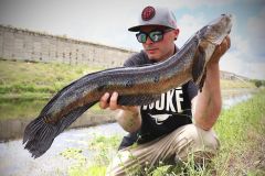 La pche du bullseye snakehead est captivante.
