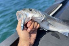 Par temps clair et ensoleill, les leurres  paillettes sortent du lot face aux poissons actifs !