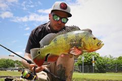 Street fishing et peacock-bass, c'est possible  Miami !