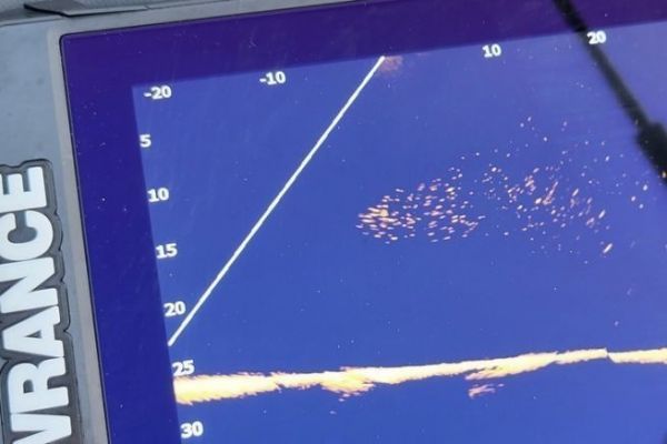 Pche au live en mer, cibler les gros poissons grce  la technologie