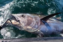 Avant de russir  amener le poisson le long du bateau, il faudra grer le combat et le lignage.