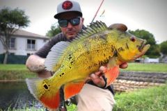 La pche du peacock-bass est addictive !
