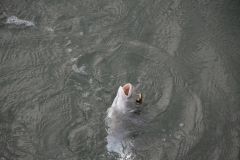 Les appts pour pcher la dorade