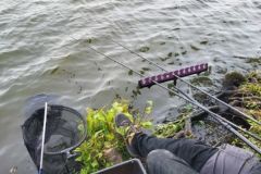 La pche des poissons blancs