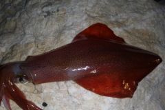 Pche du calamar aux appts
