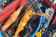Pche de calamars