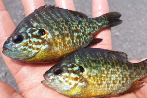 Plusieurs espces invasives