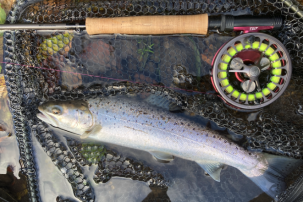 La Touques en Normandie est une excellente rivire  truites de mer