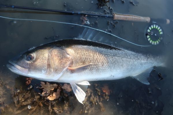 Pcher les gros bars  la mouche : les erreurs  ne pas faire