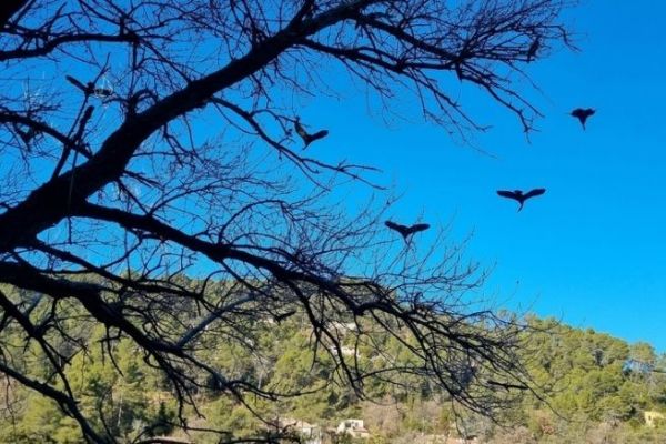 L'impact des grands cormorans