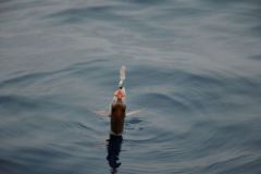 Pêcher la dorade rose aux appâts