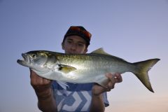 O trouver des tassergals ?