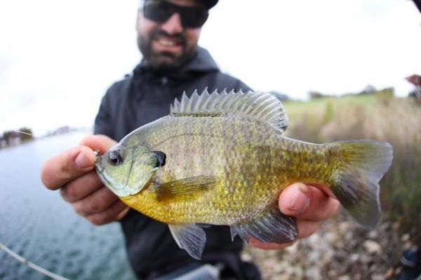 Championnat du monde street fishing aux USA, de nouvelles espces